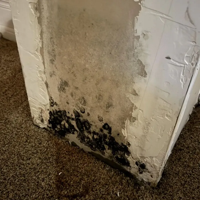 Professional Mold Removal in Adamstown, MD